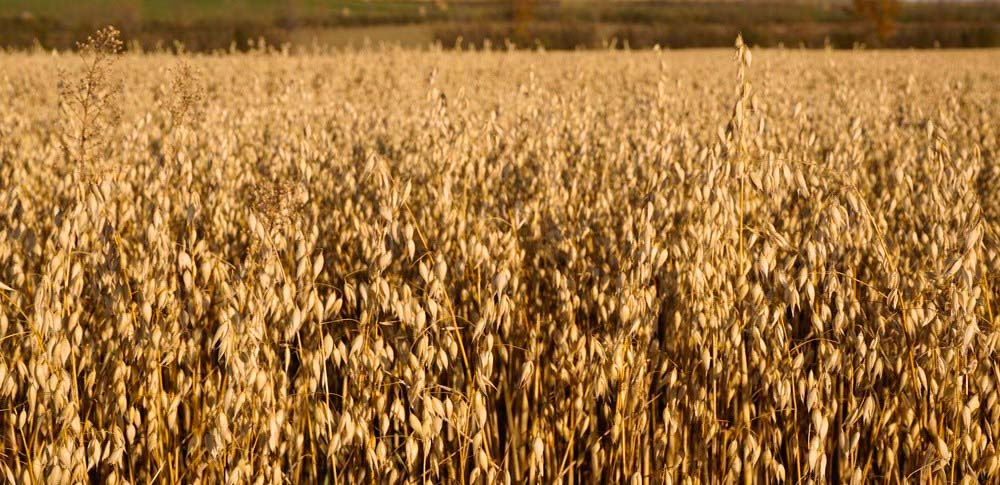Contact Us | Grain Millers
