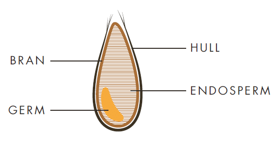 oat anatomy