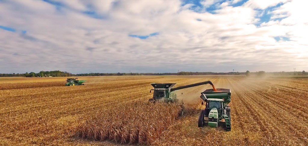 corn fields harvest