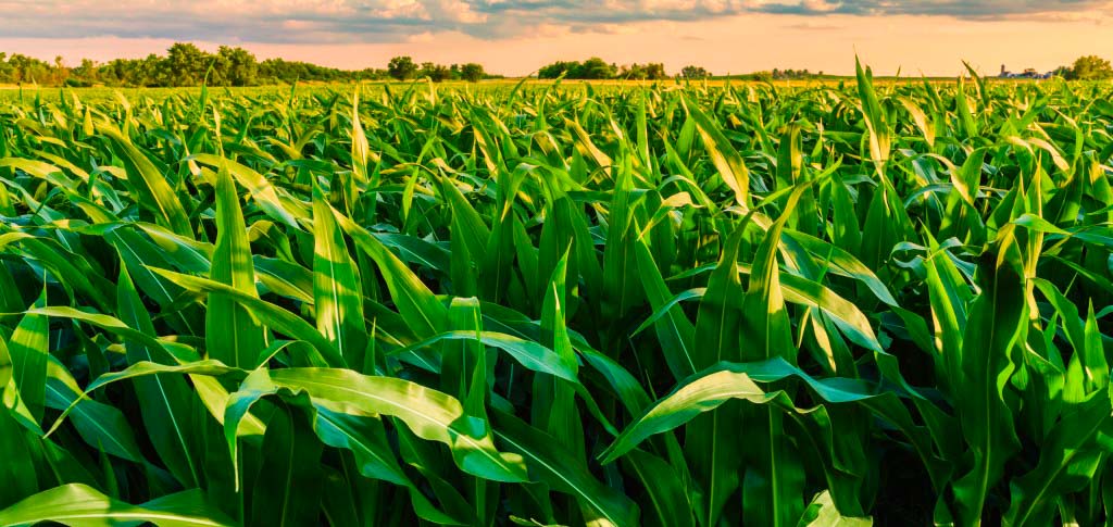 cornfield at sunset