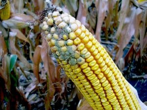 ASPERGILLUS EAR ROT