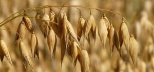 agriculture field grains  web