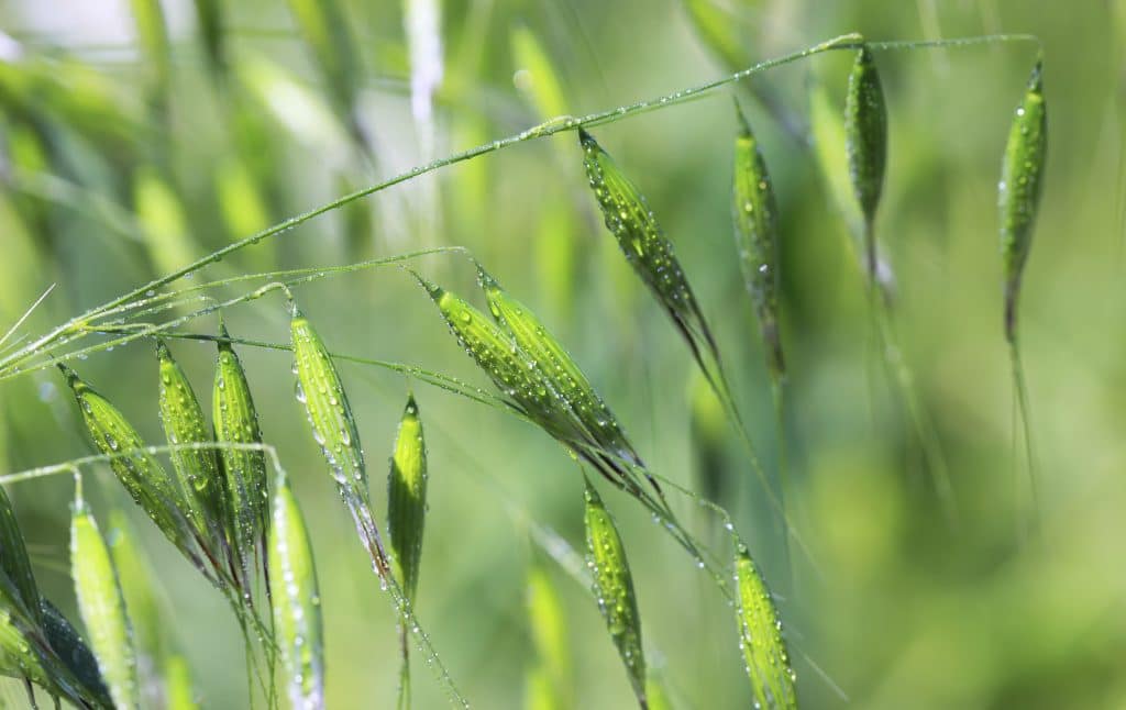 6 Keys to Producing FoodGrade Oats Grain Millers