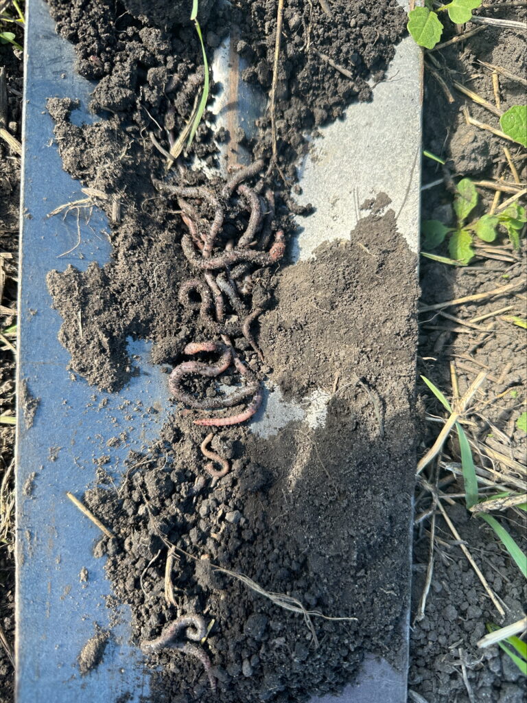 worms